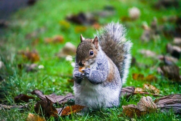 Wall Mural - squirrel eating nut