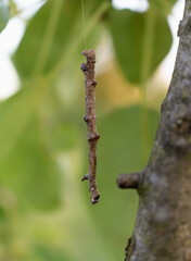 Poster - tree branch-like caterpillar