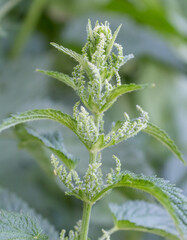 Sticker - nettle flower