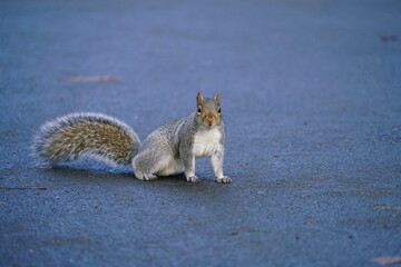 Wall Mural - squirrel in the park