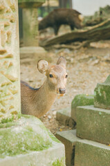 Wall Mural - sika deer in nara park