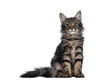 © Nynke - Cute young black tabby blotched Norwegian Forestcat kitten, sitting facing front. Looking with green brown eyes towards camera. Isolated cutout on transparent background.