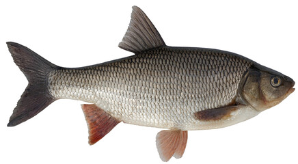 Wall Mural - Freshwater fish isolated on white background closeup.  Ide, or orfe is a fish in the carp family Cyprinidae, type species: Leuciscus idus.