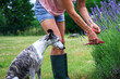 Whippet dog in garden. Woman cutting lavender flowers with pruning shears
