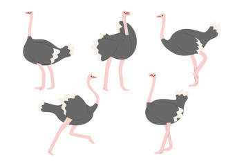 ostrich 2 cute on white background, vector illustration. 