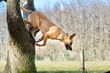 © nic - Profile view of an healthy belgian malinois dog jumping from a tree  with a field and a forest in the background.