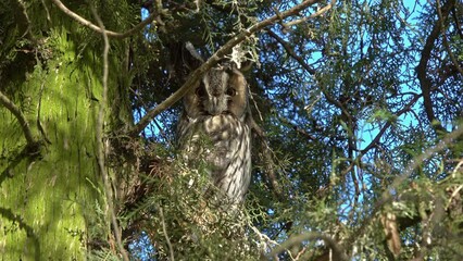 Long-eared owl (Asio otus) sitting on pine tree, 4k