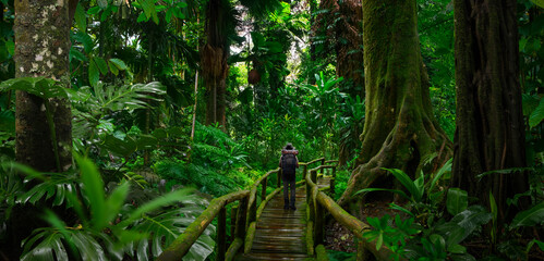 Wall Mural - Backpacker walking on a wooden bridge in the rainforest