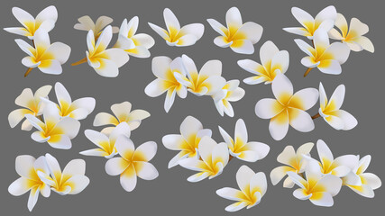 Wall Mural - Isolated tropical flowers. summer flowers painted