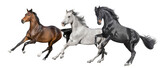 Fototapeta Konie - Three horse free run isolated on white