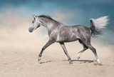 Fototapeta Konie - White stallion free run