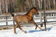Young pretty horse foal on natural winter background, in motion closeup