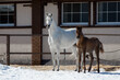 Young pretty arabian horse foal and his mother standing on winter background