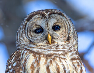 Sticker - The eyes of a Barred owl (Strix varia) reflect the winter forest in Canada 