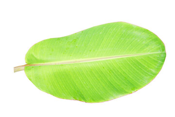 Wall Mural - banana leaves for food wrapping