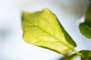 close up of a green leaf