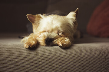 Wall Mural - A small cute pretty purebred Yorkshire Terrier dog sleeping peacefully on a grey couch, in bed. Brown golden puppy, doggy, lapdog in a cozy home. Canine breed. Domestic animal resting napping indoors.