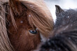 Icelandic horse eye close-up in the winter with snow