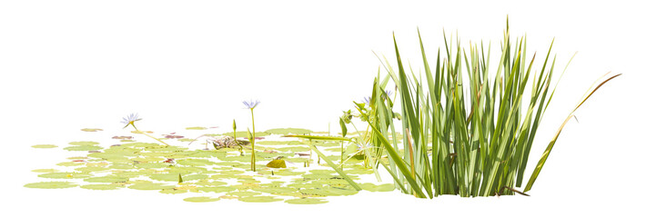 Poster - Isolated cutout PNG of  water lilies on a transparent background