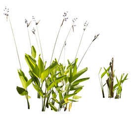 Poster - Isolated cutout PNG of a water plant on a transparent background	