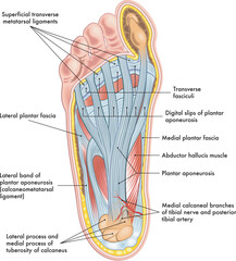 Wall Mural - Foot anatomy illustration, with annotations.