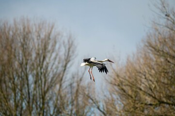 Wall Mural - a stork prepares to land  with leafless trees in the background