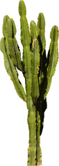 Aufkleber - Isolated cutout PNG of a cactus on a transparent background