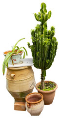 Aufkleber - Isolated cutout PNG of a cactus on a transparent background