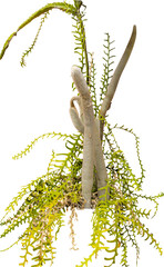Aufkleber - Isolated cutout PNG of a cactus on a transparent background