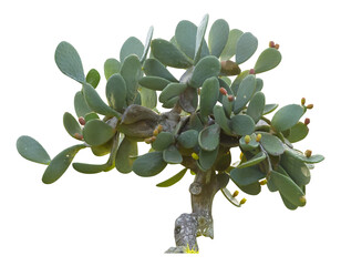 Fototapete - Isolated cutout PNG of a prickly pear on a transparent background	
