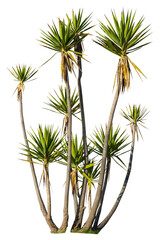 Poster - Isolated cutout PNG of a yucca on a transparent background	