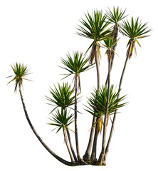 Fototapete - Isolated cutout PNG of a yucca on a transparent background	