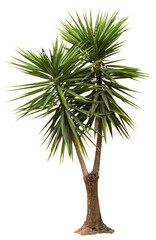 Aufkleber - Isolated cutout PNG of a yucca on a transparent background	