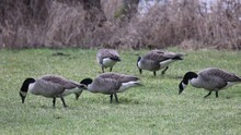 Canada Gooses Feeding On Grass In A Meadow Near The Water Of The Lake