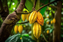 The Fruit Bearing Cocoa Tree. On The Trees Of The Cacao Plantation, Yellow And Green Cocoa Pods Grow