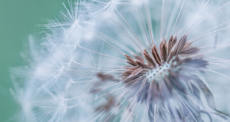  Closeup of dandelion on natural background. Bright, delicate nature details. Inspirational nature concept, soft blue and green blurred bokeh meadow field view. Bright sunny macro seasonal springtime