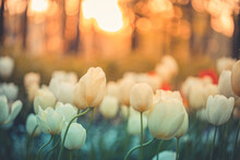Amazing Fresh Tulip Flowers Blooming In Tulip Field Under Background Of Blurry Tulip Flowers Under Sunset Light. Romantic Springtime Nature Beautiful Natural Spring Scene, Texture For Design Copyspace