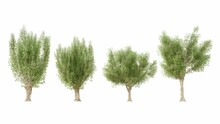 Set Of 3Dweeping Willow Isolated On White Background, Use For Visualization In Graphic Design