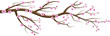 sakura flowers illustration. cherry blossom branch