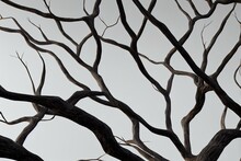Dry Branches, White Background, Png. Generative AI