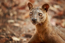 Portrait Of Wild Animal Fossa, Cryptoprocta Ferox, Resting In Dry Leaves On The Ground, Endangered Carnivores Of Kirindy Forest, Madagascar.