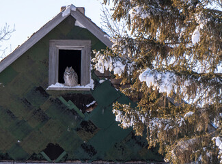 Wall Mural - Great Horned Owl