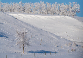 Sticker - Prairie Winter Scenes