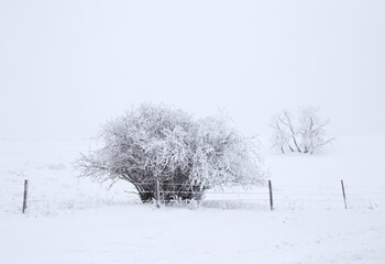 Sticker - Prairie Winter Scenes