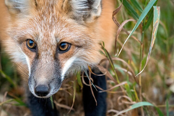 Wall Mural - Wild Red Fox