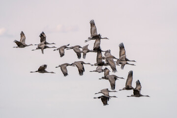 Sticker - Sandhill Cranes Prairies