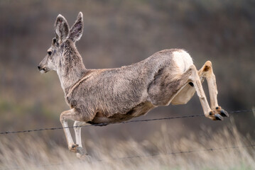 deer jumping in winter