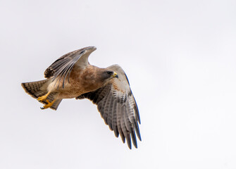 Sticker - swainson's hawk Canada