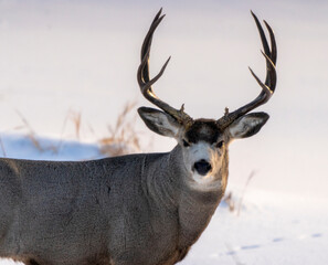 Wall Mural - Deer in Winter