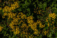 Yellow Daisy Flowers On A Bush